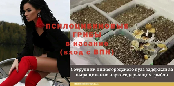 гашик Новозыбков